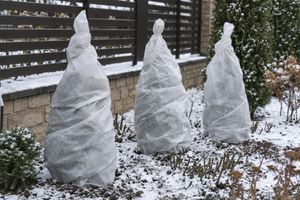Хвойные осенью: полив, подкормка и защита от зимних ожогов фото