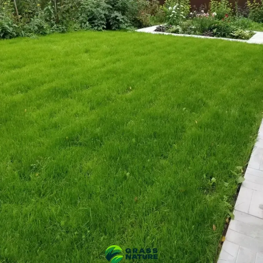 Ідеальний зелений газон GrassNature