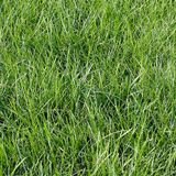Газонна трава "Українська Польова" насіння 1кг 1001 фото