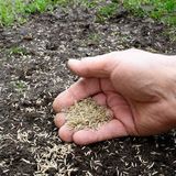 Газонна трава "Ремонтна" насіння 1кг 1005 фото