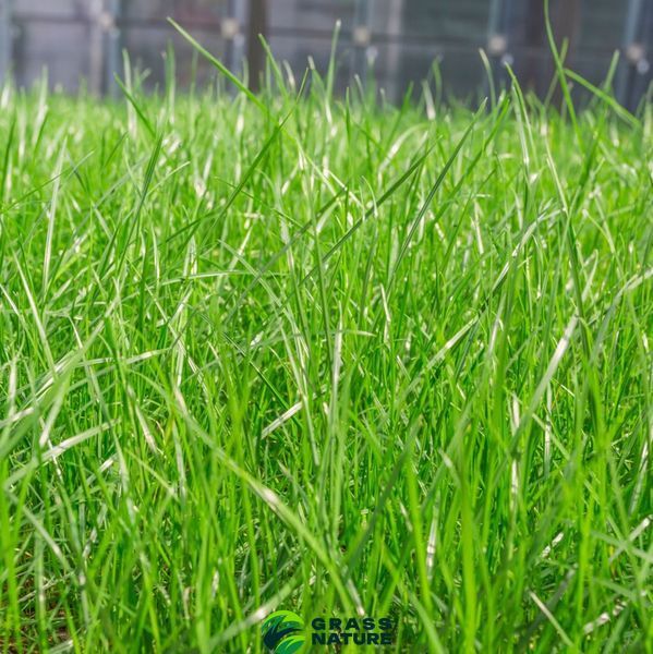 Насіння газонної трави Універсальна Greenhome 50 кг 1700 фото