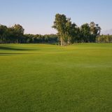 Газонна трава "Гольф" насіння 1кг 1009 фото