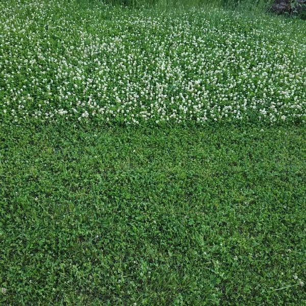 Конюшина біла "Рівендел" насіння 1кг 1102 фото