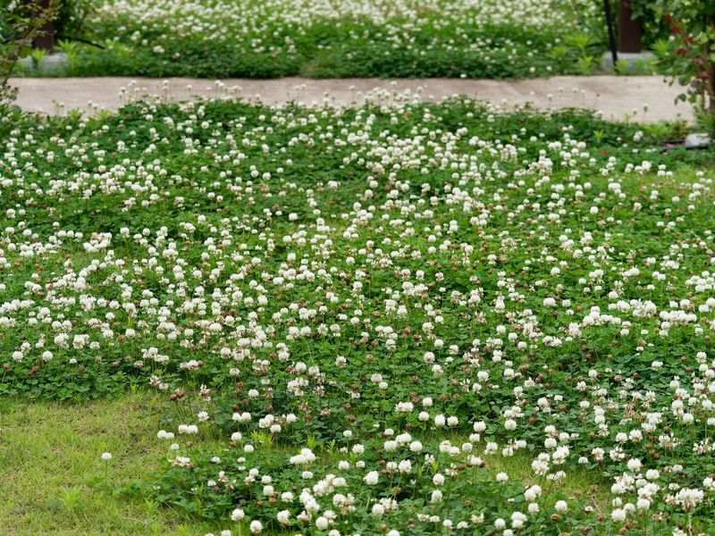 Конюшина біла "Рівендел" насіння 1кг 1102 фото
