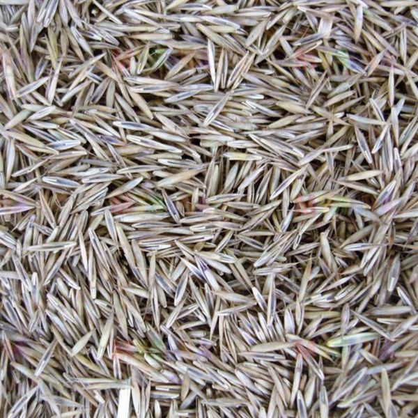 Газонна трава "Посухостійка" насіння 100кг 1505 фото