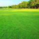Газонна трава "Посухостійка" насіння 100кг 1505 фото 1