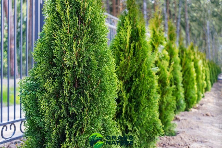 Добриво для хвойних GrassNature Agrogreen  5 кг 1234 фото