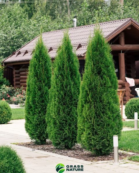 Добриво для хвойних GrassNature Agrogreen  10 кг 1234 фото