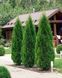 Добриво для хвойних GrassNature Agrogreen  10 кг 1234 фото 2