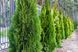 Добриво для хвойних GrassNature Agrogreen  10 кг 1234 фото 3