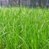Насіння газонної трави Універсальна 1кг 1500 фото
