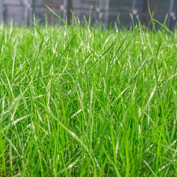 Семена газонной травы Универсальная 1кг 1500 фото