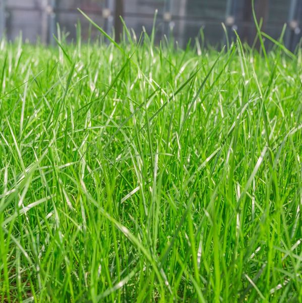 Насіння газонної трави Універсальна 1кг 1500 фото