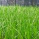 Насіння газонної трави Універсальна 1кг 1500 фото 1
