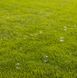 Насіння газонної трави Універсальна 1кг 1500 фото 3