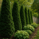 Осіннє добриво для хвойних GrassNature Agrogreen 10 кг 1234 фото 2
